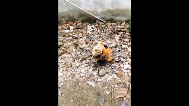 Курица против собаки БОЙ! смотреть онлайн