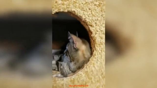 ЛУЧШИЕ ПРИКОЛЫ 2019, русские приколюхи, УГАРИЩЕ №172 смотреть онлайн