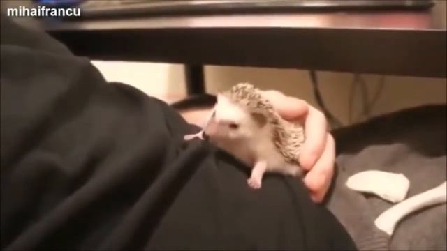 Funny videos!!! - Забавные ежики!!! - Funny hedgehogs!!! - Funny animals!!! 2018 смотреть онлайн
