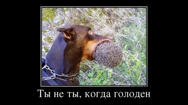Приколы ,Тест на психику ,попробуй не засмеяться...2022 смотреть онлайн