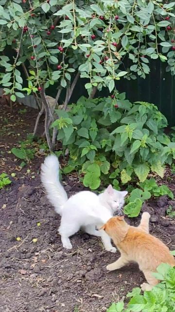 Кошки и природа. #кошки смотреть онлайн