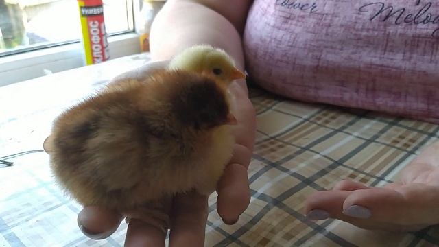 Запоминайте как можно отличить петушка от курочки в суточном возрасте. смотреть онлайн