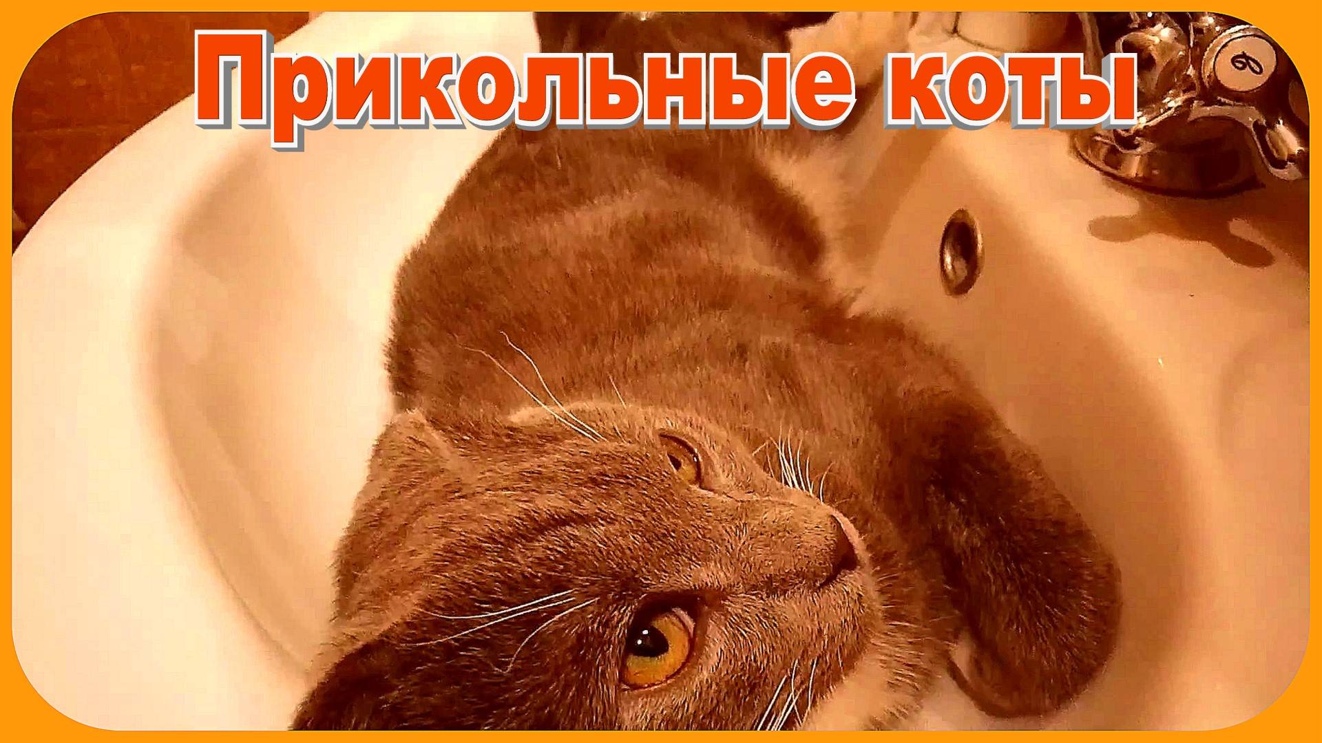 Прикольные Коты Вы такого ещё не видели