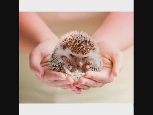 Семейная идиллия.Любовь или инстинкты. смотреть онлайн