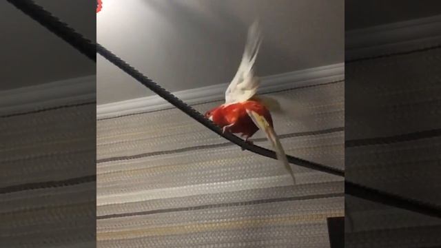 Розелла колокола смотреть онлайн