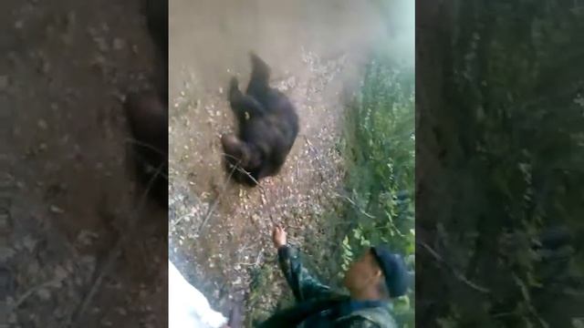 Охота на медведя смотреть онлайн