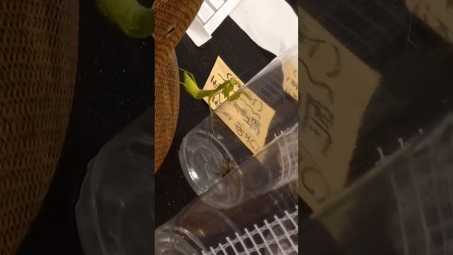 귀뚜리가 먹고싶었던 넓쭈기 смотреть онлайн