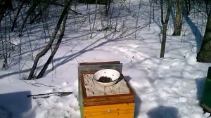 Весенняя подкормка пчёл сиропом. Пчеловодство видео.