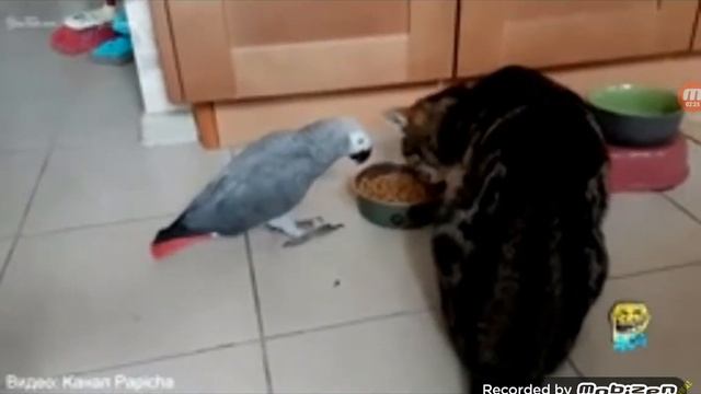 404 Funny Moments СМЕШНЫЕ КОШКИ VS СМЕШНЫЕ ПОПУГАИ смотреть онлайн