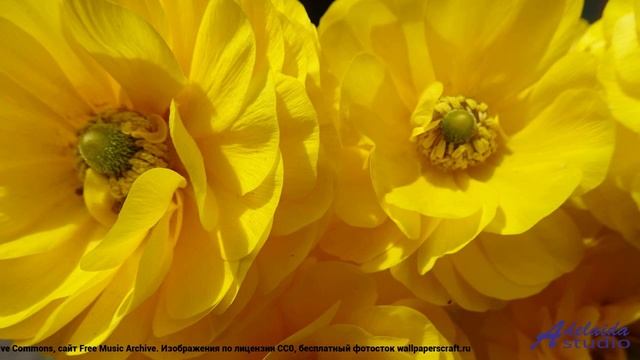 Клип, который заставляет двигаться - Funky Grooves -- Butterflystudio -- Funky Grooves