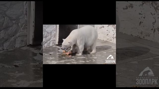 Алтын и Айриша чувствуют себя хорошо ....Altyn and Airisha feel good at the Chelyabinsk Zoo смотреть онлайн