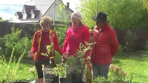 Как правильно посадить гоубику