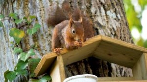 Белки в природе и что едят белки.