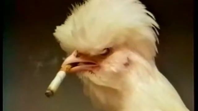 Животные с сигаретой это не естественно! смотреть онлайн
