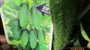 Самый лучший огурец этого года для получения раннего урожая.