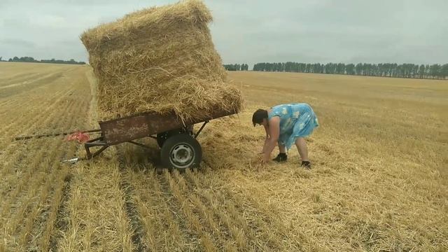 Зять с тёщей перевозят рулоны соломы с поля. смотреть онлайн