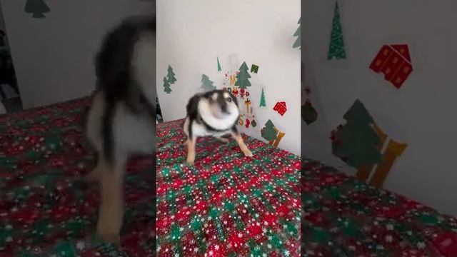 Собачки смотреть онлайн