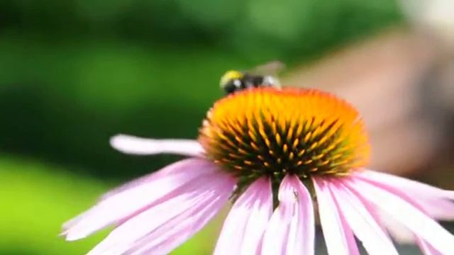 hommel op Rode Zonnehoed (Echinacea purpurea) (21-7-2009) смотреть онлайн