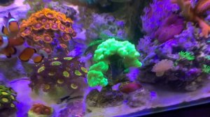 Новые кораллы 🪸