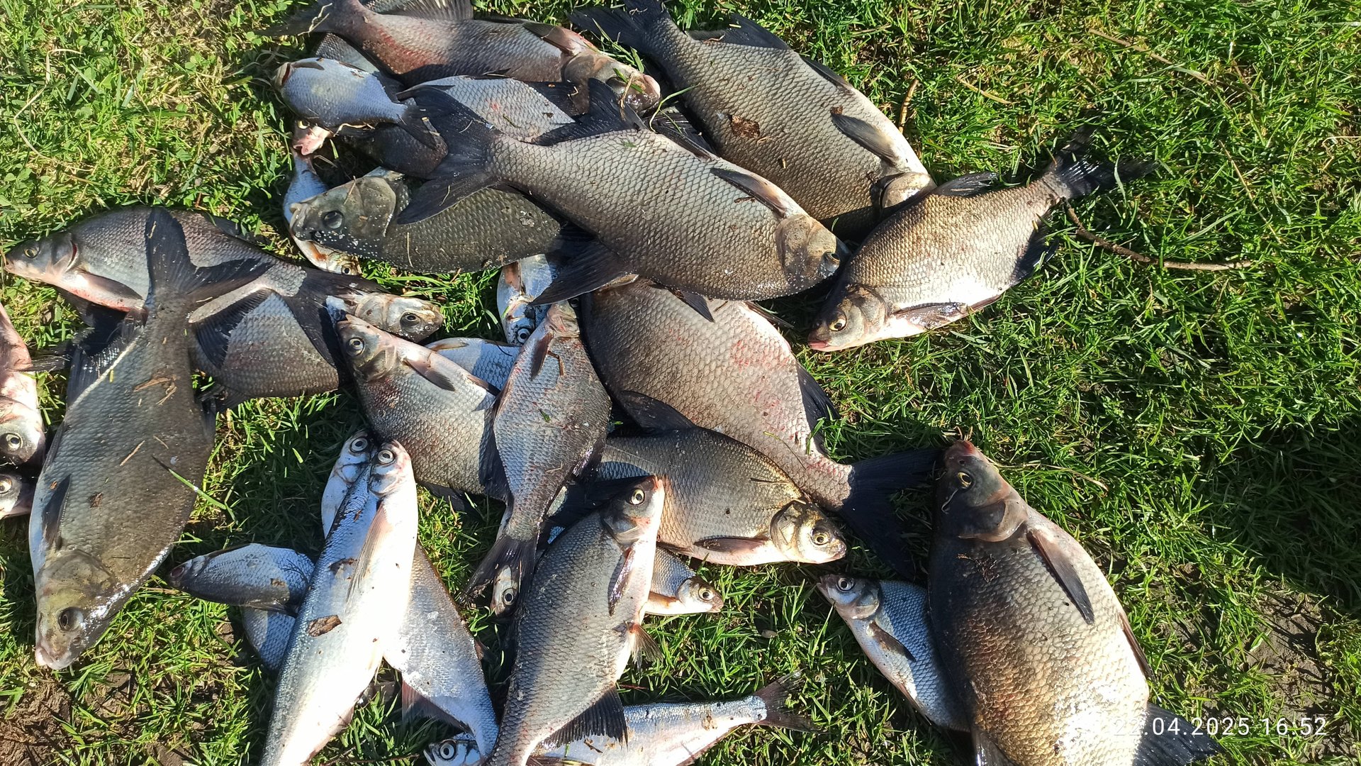 Удачная рыбалка близ г. Калязин.  25.04.25