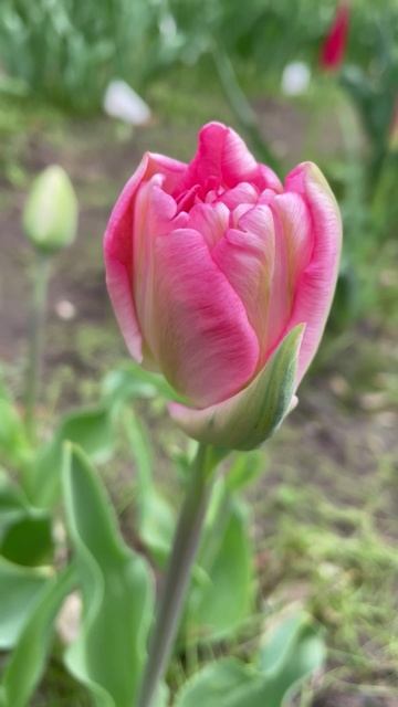 Цветение тюльпанов