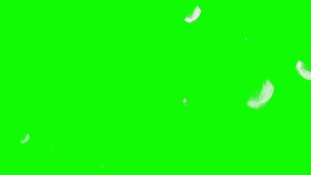 Футаж "Летящие белые перья" смотреть онлайн