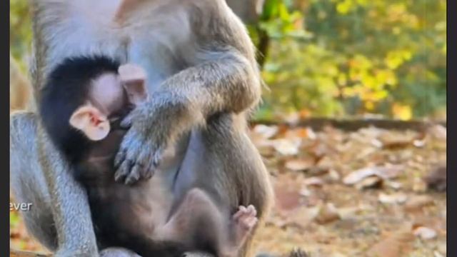 Для освоения окружающего мира Baby Monkey ... 1000002190.mp4 смотреть онлайн
