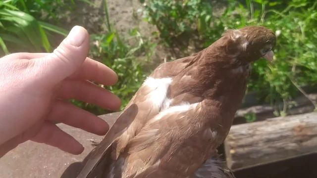 андижанские голуби смотреть онлайн