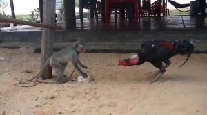 Смешные обезьяны Приколы про обезьян Funny monkeys #3 (Отличное смешное видео с обезьянкам