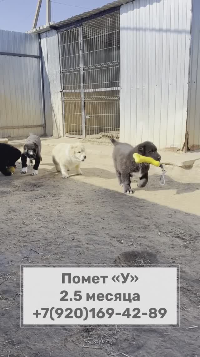 Щенки алабая в питомнике СУРДАН КАРАШ (У-2025)