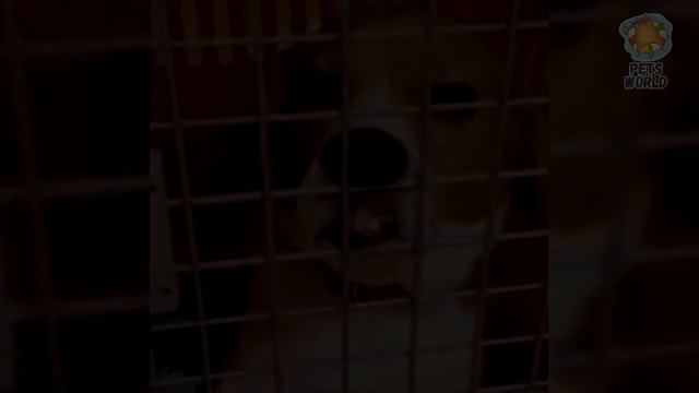 Приколы с котами и другими животными смотреть онлайн