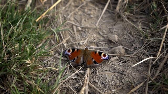 Олені олені ... смотреть онлайн