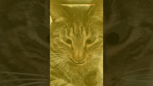не убогий шаблон смотреть онлайн