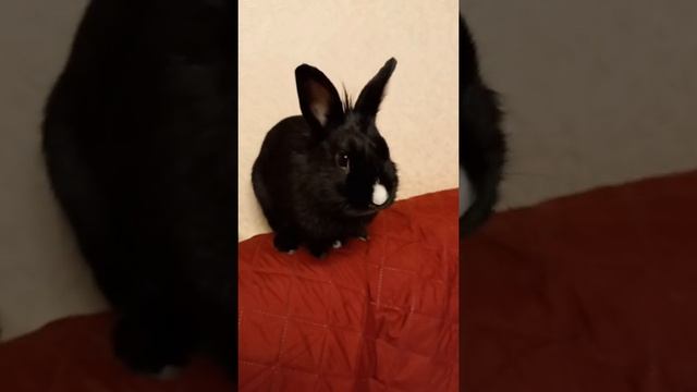 Пончик и игрушки