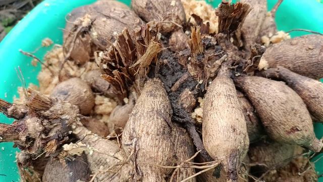 Подготовка георгин к посадке. Проращивание георгин