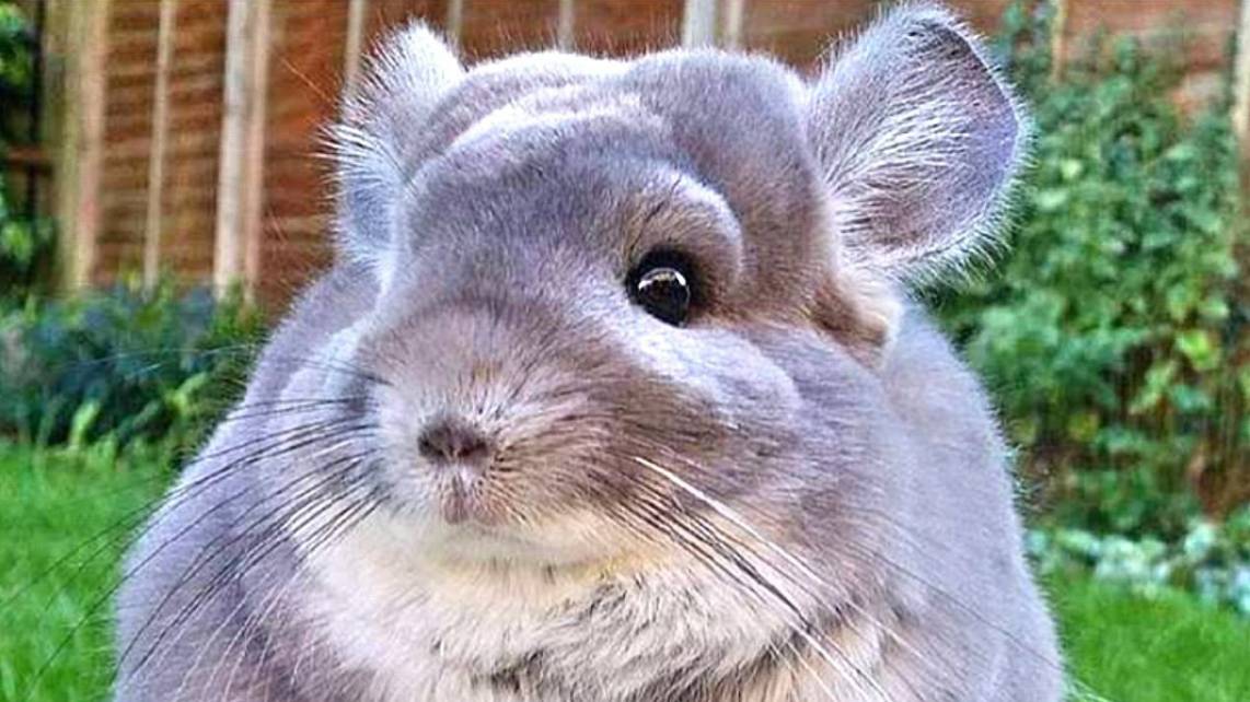 Что нужно знать чтобы завести шиншиллу? Видеообзор о содержании шиншиллы смотреть онлайн