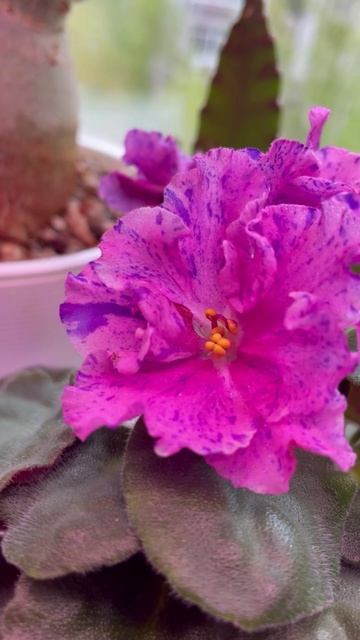 Цветение фиалки