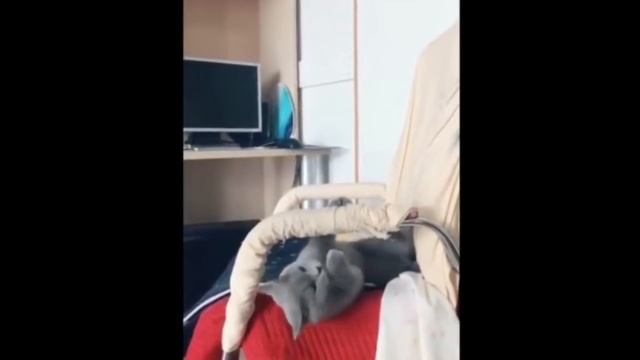 ПРИКОЛЫ С КОТАМИ - Смешные коты и кошки 2019 | 6.4 смотреть онлайн