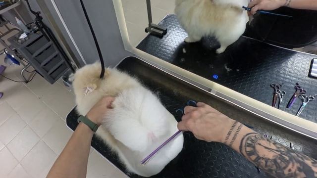 Салонный груминг шпица, глазами грумера | Shpitz ASMR Petgrooming