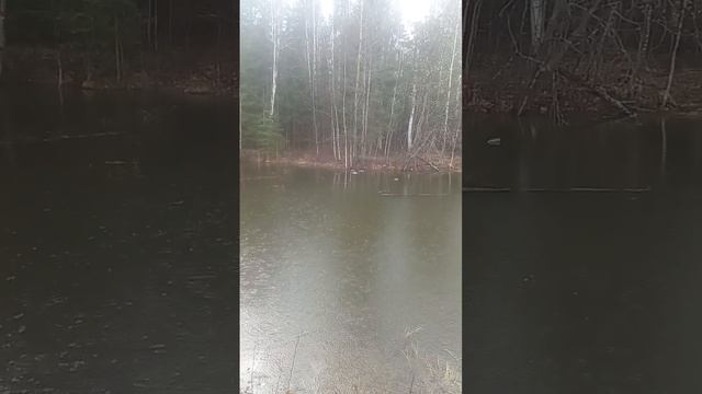 Встретили уточек🦆🦆🦆 (~живя полной силой~) смотреть онлайн