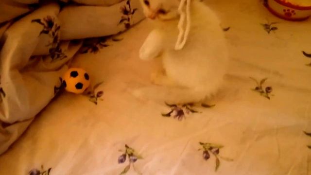 Знакомство с Ийсыкуль! Едим на кровати! Приколы с котенком! Первый день дома смотреть онлайн