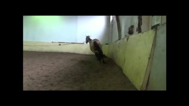 Махровый на корде. Снято 14 11 2015г.