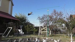 Бой игра молодых Бакинских голубей на полигоне!