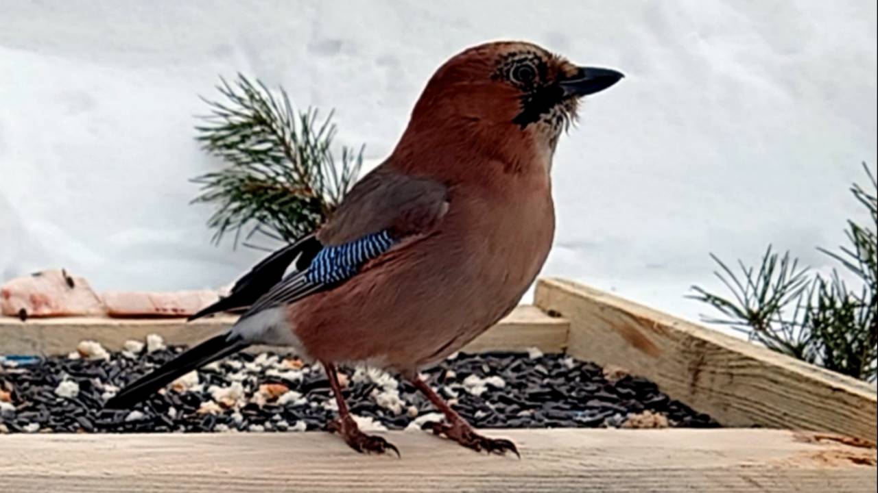 На кормушку прилетели Лазоревки, Большие Синицы, Снегири, Сойки, Чечётки и Голуби (12.02.2025 года) смотреть онлайн