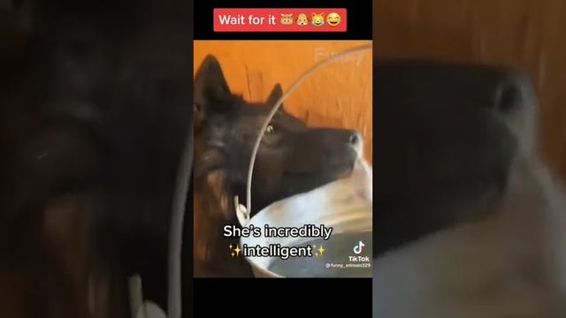 Приколы про животных и не только 😂😂😂😂2023 смотреть онлайн