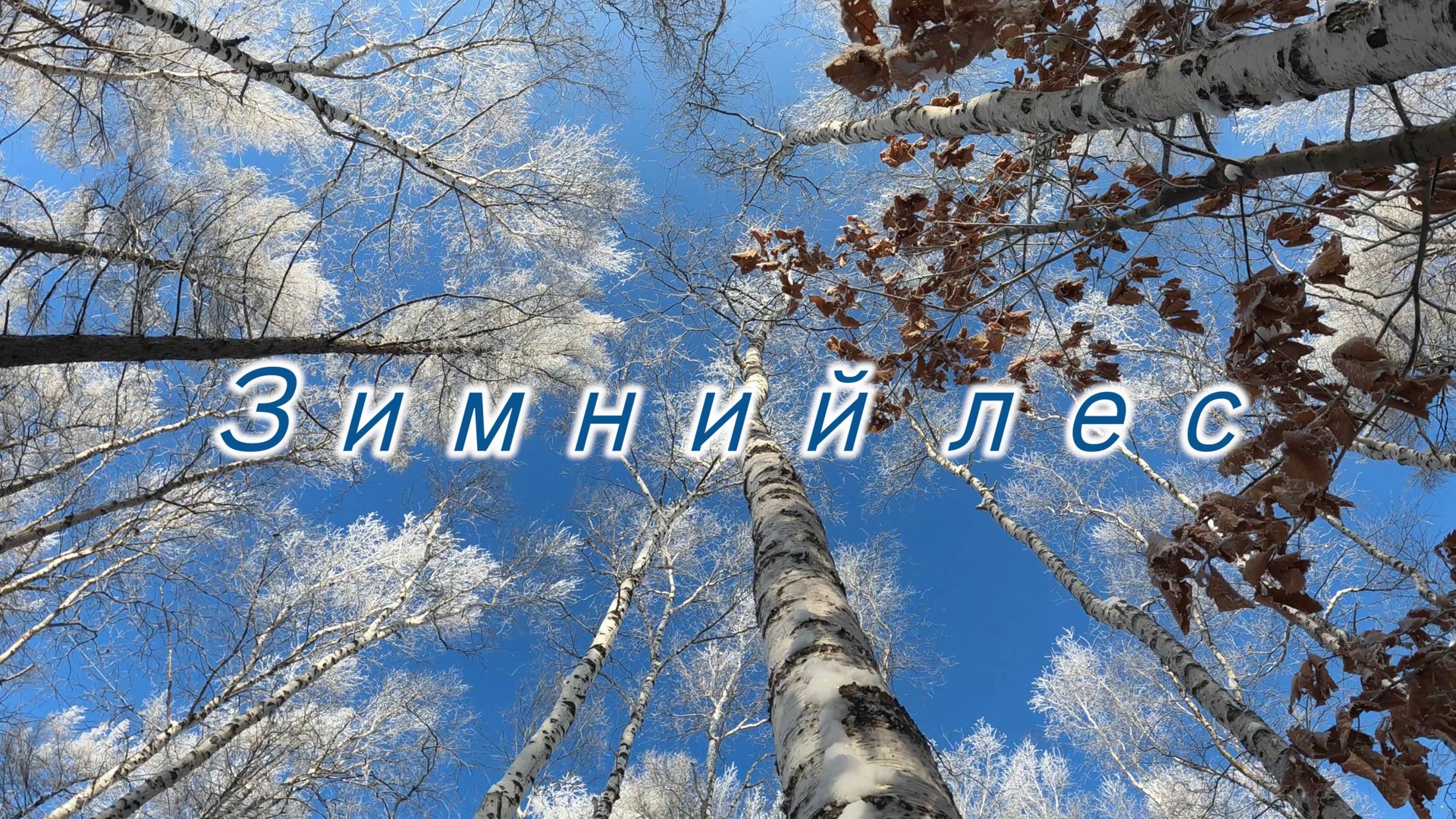 Зимний лес. смотреть онлайн