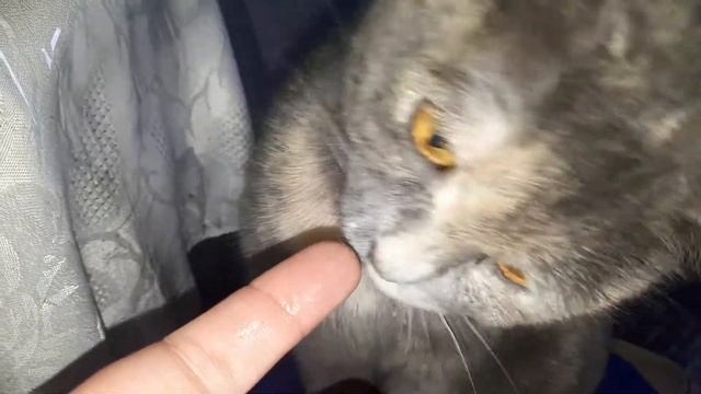 Ухты сгущенка! Кошечка🐱 Мурка любить 😋 сгущенку! смотреть онлайн