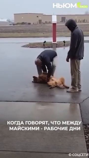 Продолжаем серию предпраздничных мемов. Кто такой же? смотреть онлайн