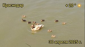 Краснодар - Парк стадиона Кубань - 30 апреля 2025 г.