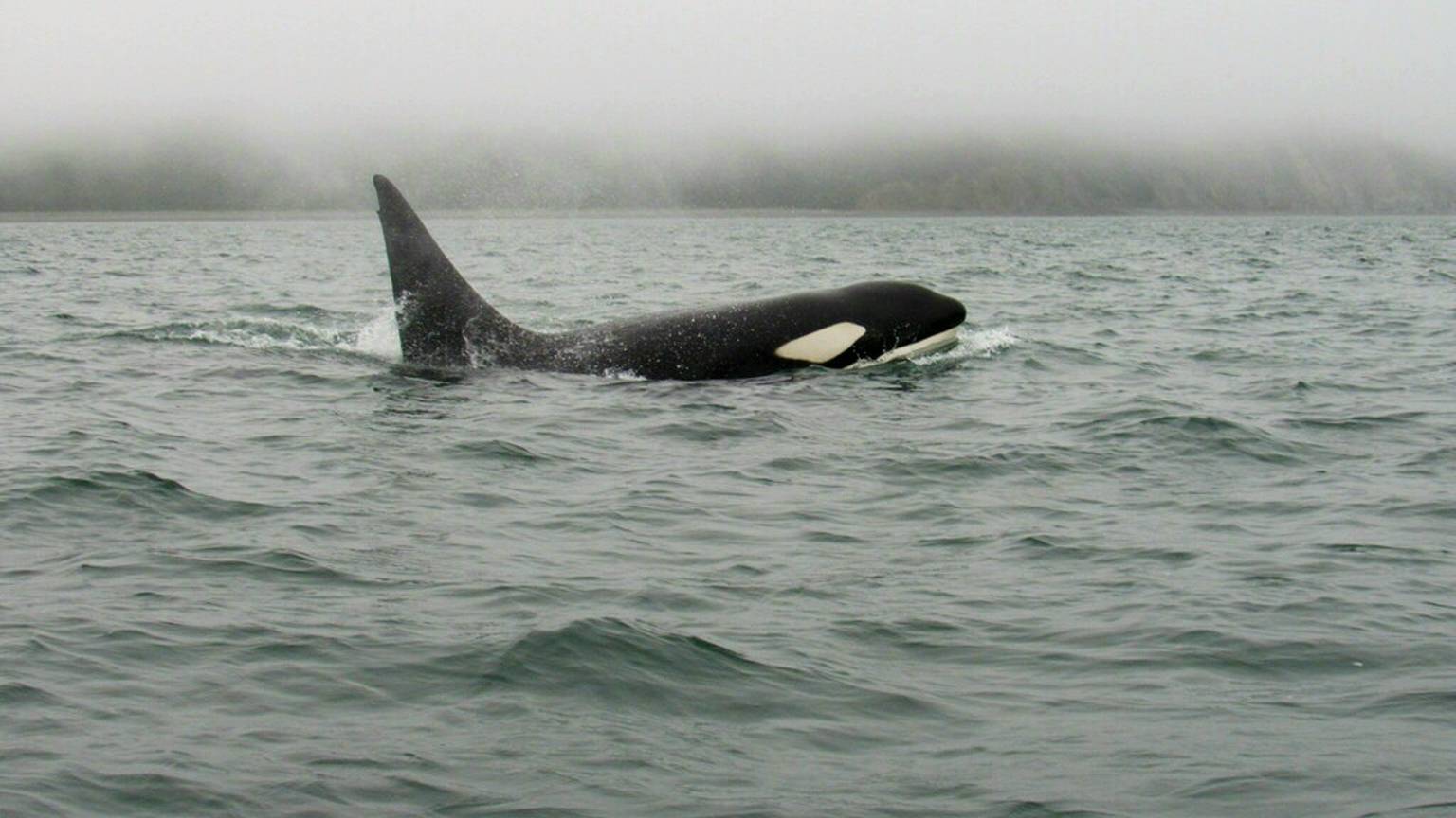 Дикая Россия, Шантары. Косатки контролируют катер смотреть онлайн